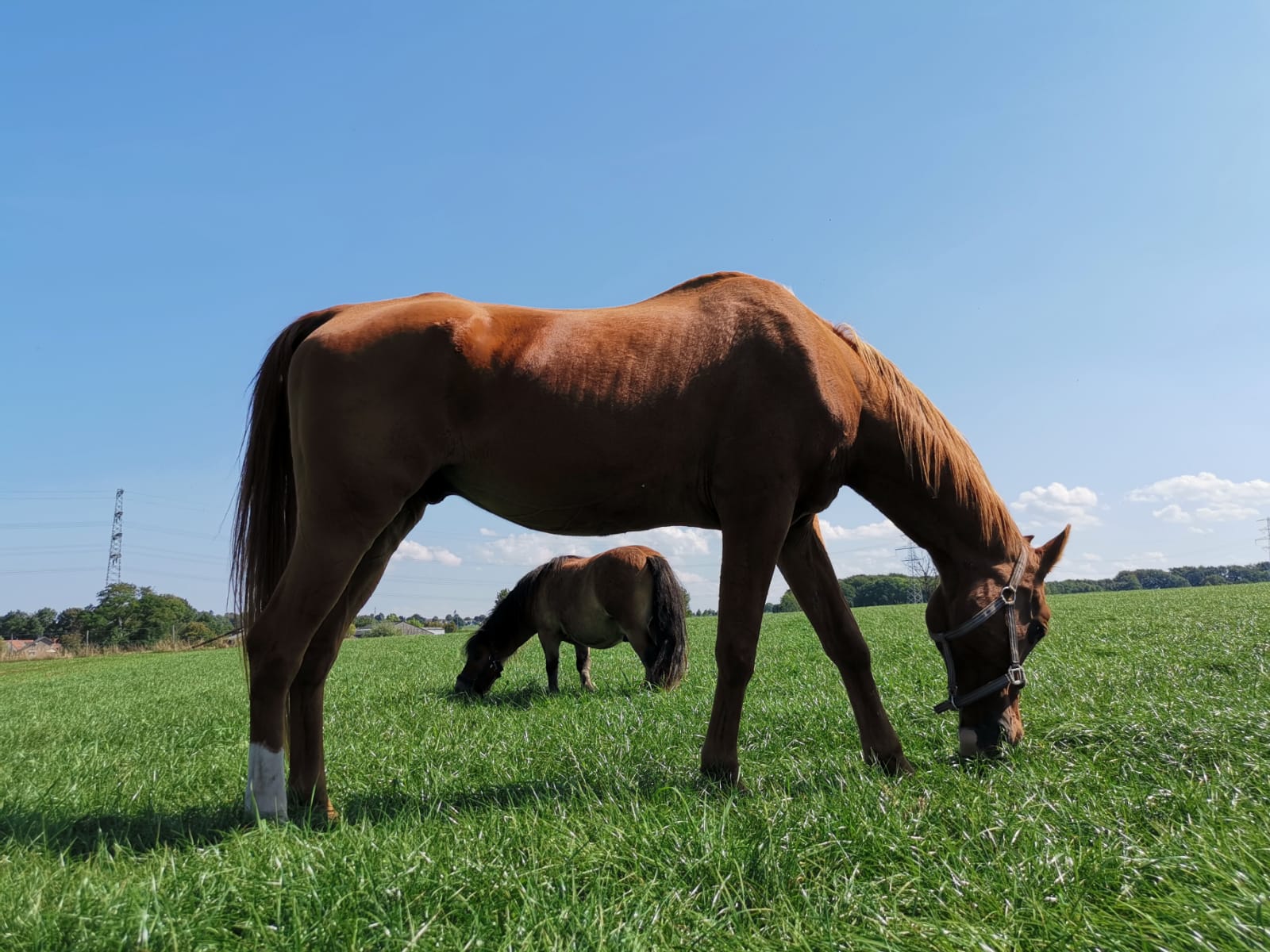 Paarden foto 13